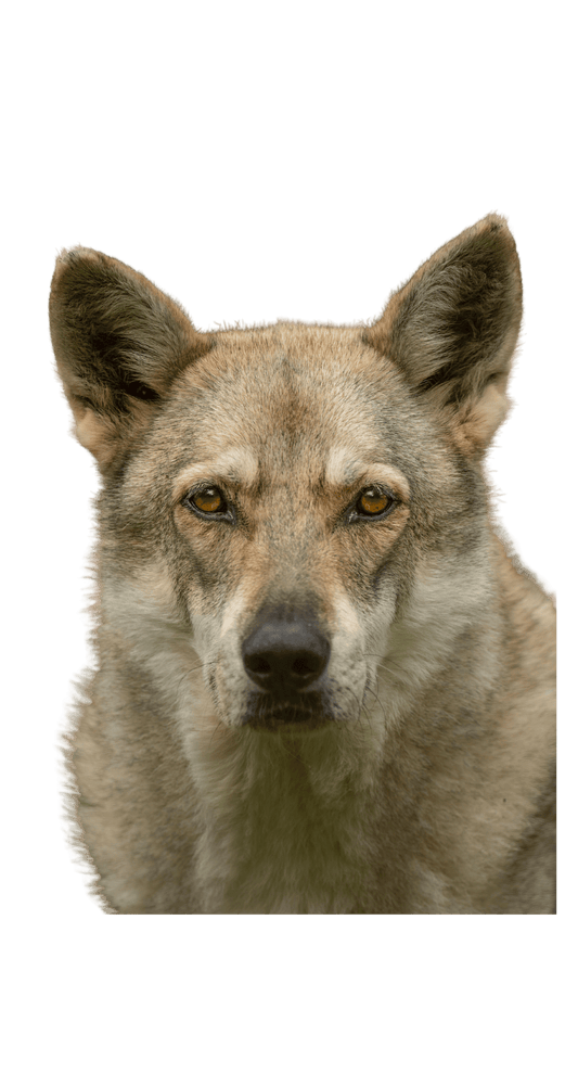 Origini ed evoluzione del cane. - ZampAmico